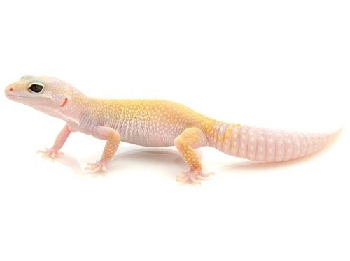 Buy Leucistic Leopard Gecko Online