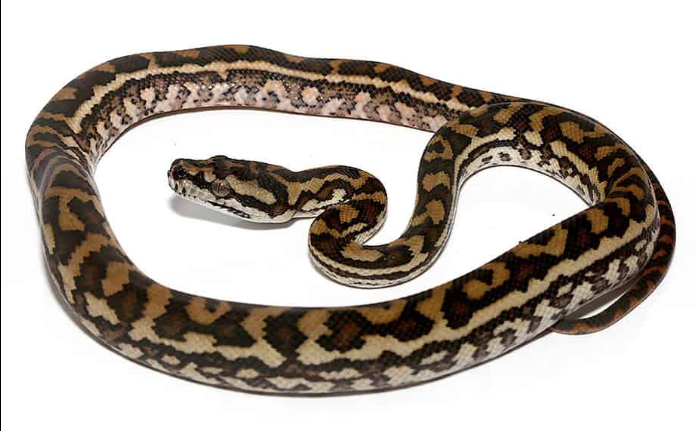 Coastal Carpet Python for Sale