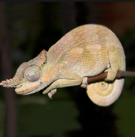 Dwarf Fischer’s Chameleon for Sale