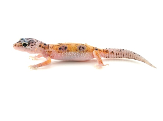 Enigma Leopard Gecko for Sale