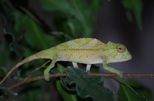 Sailfin Chameleon for Sale