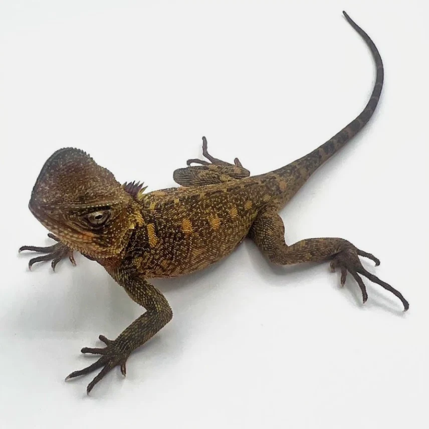 Rare! Amazon Dwarf Iguanas For Sale