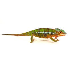 Ambilobe Panther Chameleon (Fucifer pardalis) Juvenile