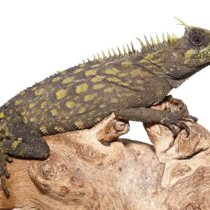 Bintang Horned Tree Dragon For Sale