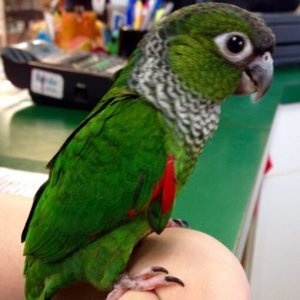 Black Capped Conure For Sale
