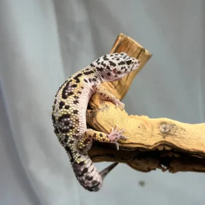 Snow Black Night Leopard Gecko For Sale