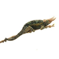 Kenyan Jackson's Chameleon For Sale