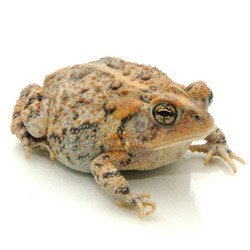 Southern Toad For Sale