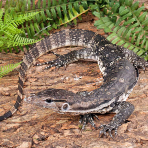 Juvenile Axanthic Water Monitor For Sale