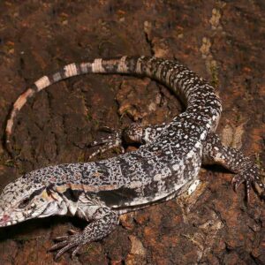 Yearling Super Red Tegu For Sale