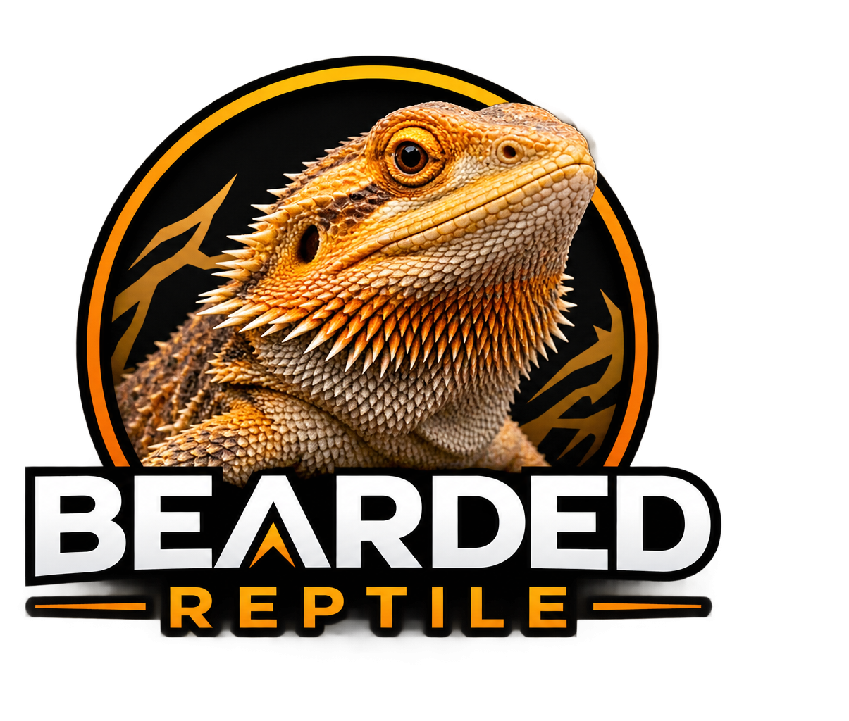 Bearded Reptile Home Canada